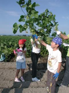 だだちゃ豆を収穫し大喜びの子供たち