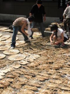 荘内大祭を前に行われた大名行列で使用する菅笠などの虫干し作業＝9日