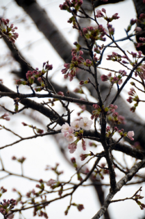 ソメイヨシノが花開いた。春らんまんの季節が待ち遠しい＝1日、鶴岡市ほなみ町