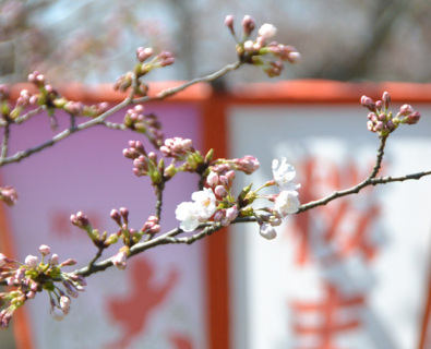 鶴岡公園のソメイヨシノが開花した＝3日午前