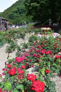 バラのほのかな甘い香りが訪れる人たちを待ち構えている＝6日、鶴岡市湯温海