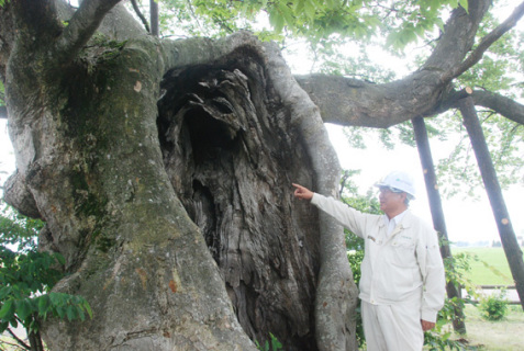 幹の空洞化を診断する担当樹木医