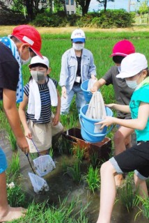 田んぼで生き物を捕まえる藤島小の子どもたち