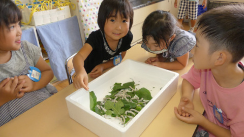 またたく間に大きくなった蚕に園児たちも驚いた様子＝19日、かたばみ保育園