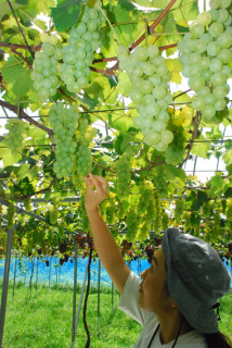 大粒系ブドウが収穫期を迎え、ブドウ狩りがスタート＝3日、鶴岡市西荒屋のカラフルぶどう園