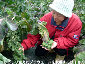 びっしり生えたプチヴェールを収穫する綾子さん