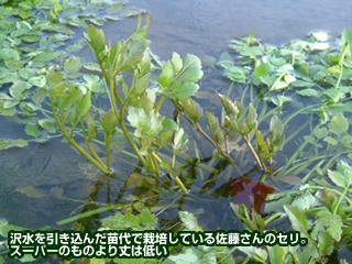 沢水を引き込んだ苗代で栽培している佐藤さんのセリ。スーパーのものより丈は低い