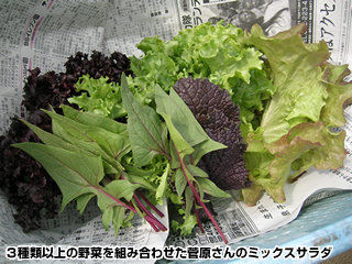 ３種類以上の野菜を組み合わせた菅原さんのミックスサラダ