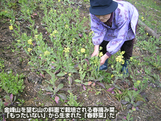 金峰山を望む山の斜面で栽培される春摘み菜。「もったいない」から生まれた「春野菜」だ