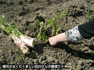 根元が太くたくましい石川さんの栽培ウド