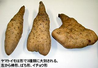 ヤマトイモは形で3種類に大別される。左から棒形、ばち形、イチョウ形