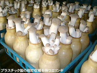 プラスチック製の瓶で収穫を待つエリンギ