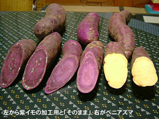 左から紫イモの加工用と「そのまま」、右がベニアズマ