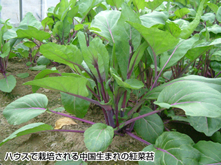 ハウスで栽培される中国生まれの紅菜苔
