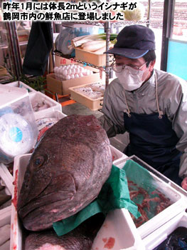 昨年1月には体長2mというイシナギが鶴岡市内の鮮魚店に登場しました