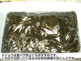ドジョウは夏バテ防止にもおすすめです。この辺で出回っているものは秋田県産がほとんどです