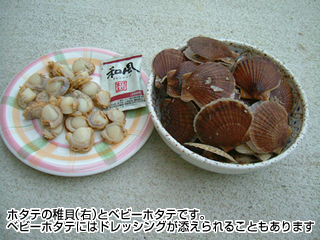 ホタテの稚貝（右）とベビーホタテです。ベビーホタテにはドレッシングが添えられることもあります