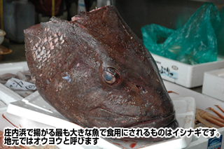 庄内浜で揚がる最も大きな魚で食用にされるものはイシナギです。地元ではオウヨウと呼びます