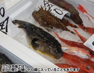 フグは市場では、ほかの魚と一緒にトロ箱に入っていることもあります