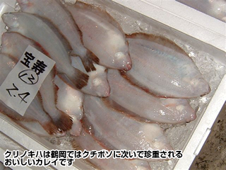 クリノキハは鶴岡ではクチボソに次いで珍重されるおいしいカレイです