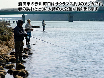 酒田市の赤川河口はサクラマス釣りのメッカです。春の訪れとともに大勢の太公望が繰り出します