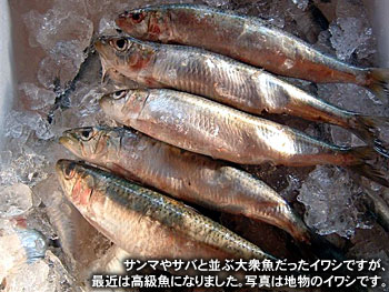 サンマやサバと並ぶ大衆魚だったイワシですが、最近は高級魚になりました。写真は地物のイワシです