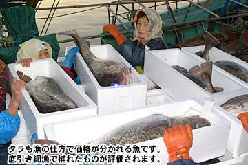 タラも漁の仕方で価格が分かれる魚です。底引き網漁で捕れたものが評価されます