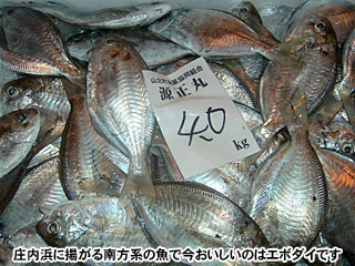 庄内浜に揚がる南方系の魚で今おいしいのはエボダイです