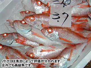 ノドグロは漁法によって評価が分かれます。庄内でも高級魚です