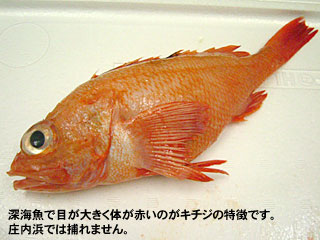 深海魚で目が大きく体が赤いのがキチジの特徴です。庄内浜では捕れません