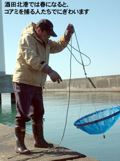 酒田北港では春になると、コアミを捕る人たちでにぎわいます