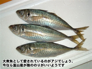 大衆魚として愛されているのがアジでしょう。今なら富山産が脂ののりがいいようです