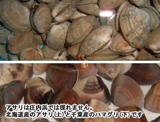 アサリは庄内浜では採れません。北海道産のアサリ（上）と千葉産のハマグリ（下）です