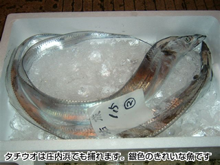 タチウオは庄内浜でも捕れます。銀色のきれいな魚です