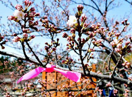 市が独自に観測を始めてから、最も早く日和山公園の桜が開花した＝31日午前10時半ごろ