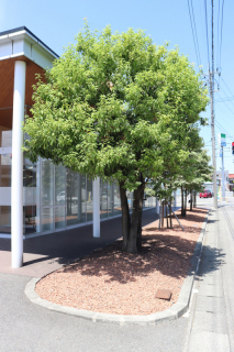 植樹帯に瓦チップを「被覆材」として施工した事例＝鶴岡市の山形銀行みどり町支店