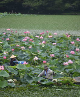 水面を覆うハスの花を刈り取る組合員＝10日、鶴岡市大山・下池