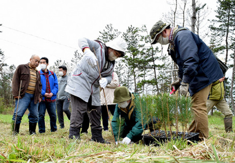 クロマツを補植する参加者たち＝酒田市宮海