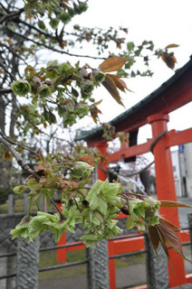 緑色の花を咲かせ始めた御衣黄桜＝17日、鶴岡市の山王日枝神社