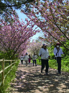 散策路ともなっているサイクリングロードで八重桜の回廊のウオーキングを楽しむ参加者