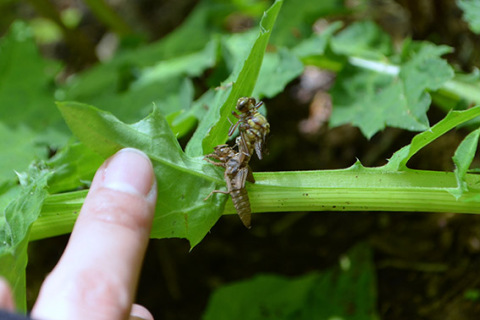 新緑の中、ヤゴからトンボへ羽化する貴重な様子が見られた