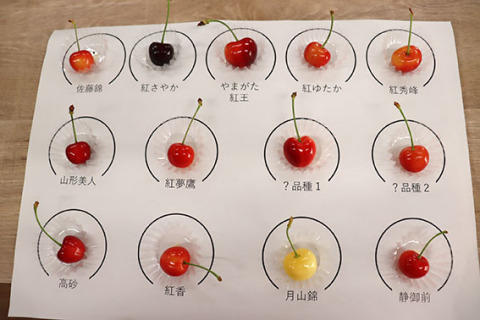 櫛引地区で栽培している20種以上の中から13品種のサクランボを用意