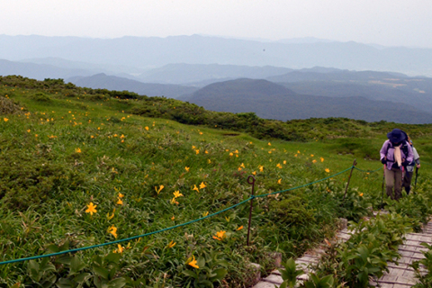 植物を楽しみながら登る登山客＝7日午前