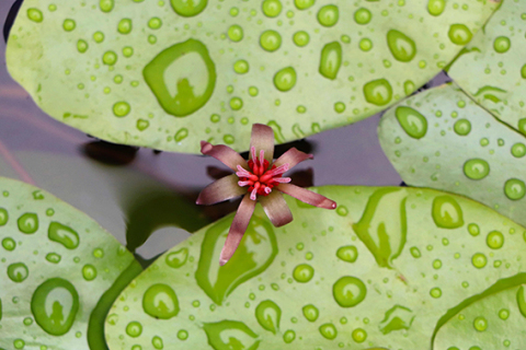 約60年ぶりに開花したジュンサイの花＝今年6月（ほとりあ提供）