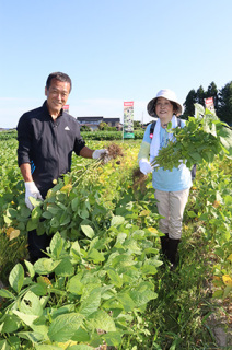 だだちゃ豆の本場・大泉地区で「甘露」の収穫を体験した