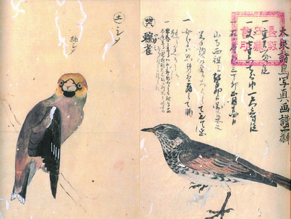 松森胤保が描いた野鳥の細密画の一部