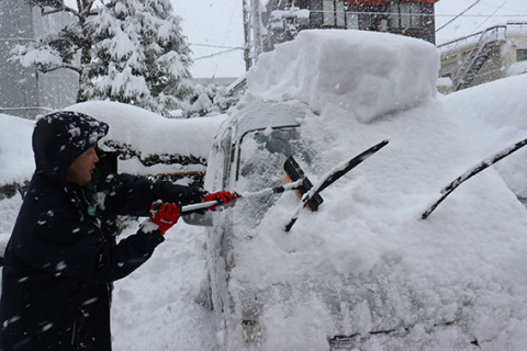 公用車に積もった雪を払う市職員＝22日午前9時半、鶴岡市役所駐車場