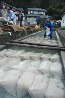 温泉の湯に満たされた催芽場に、種もみを詰めた袋が次々と浸された