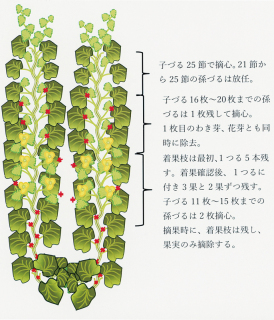 収栽培に向けた整枝の模式図＝庄内砂丘メロン産地強化プロジェクト会議提供