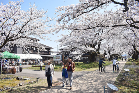満開の桜の下で松ケ岡桜まつりが14日まで行われる＝13日